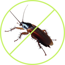 Cockroach Control
