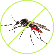 Mosquito Control